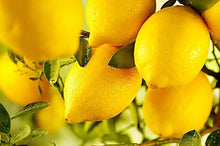 Citrus Citrus Limon Lemon Tree Seeds for sweet homegrown fruit in the Indoor Small Space Gardening