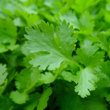 Parsley Plants for cooks growing their own fresh herbs