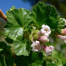 Wax Currant Seeds (Ribes cereum) for sweet homegrown fruit in the edible landscape or forest garden projects