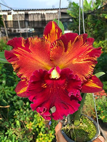 Orchid Orchidaceae Seeds for growers seeking a long-blooming display