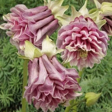 Aquilegia Seeds for colorful blooms in the home garden flower bed