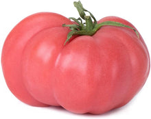 Brandywine Red Tomato Seeds for growers stocking a kitchen garden