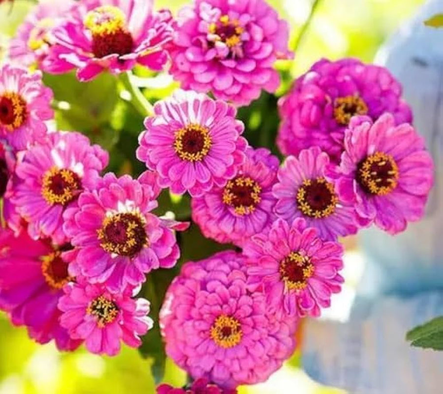 Zinnia Elegans Dreams of Flowers Plant - for planting in home garden