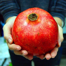Pomegranate Fruit Tree Seeds (Punica granatum) for sweet homegrown fruit in the Balcony Orchard Planting