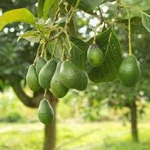 Mixed Avocado Seeds (Persea americana) for sweet homegrown fruit in the Delicious Home Garden Cultivation