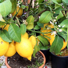 Yellow Lemon Seeds prized for organic Citrus Fruit Trees