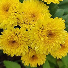 Gold Yellow Aromatic Celebration Seeds for a lasting display in the garden patch