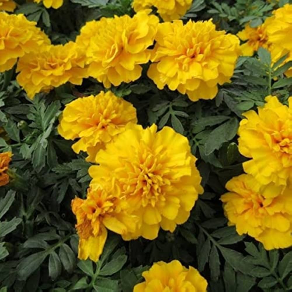 French Marigold ��������� Tagetes patula ��������� for planting in garden borders