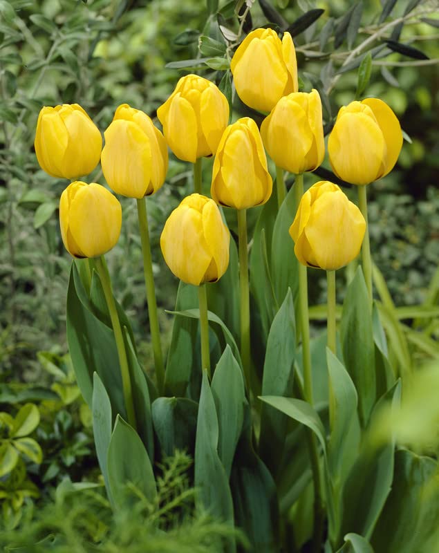 Daydream Darwin hybrid tulip bulbs yellow to orange