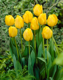 Daydream Darwin hybrid tulip bulbs yellow to orange