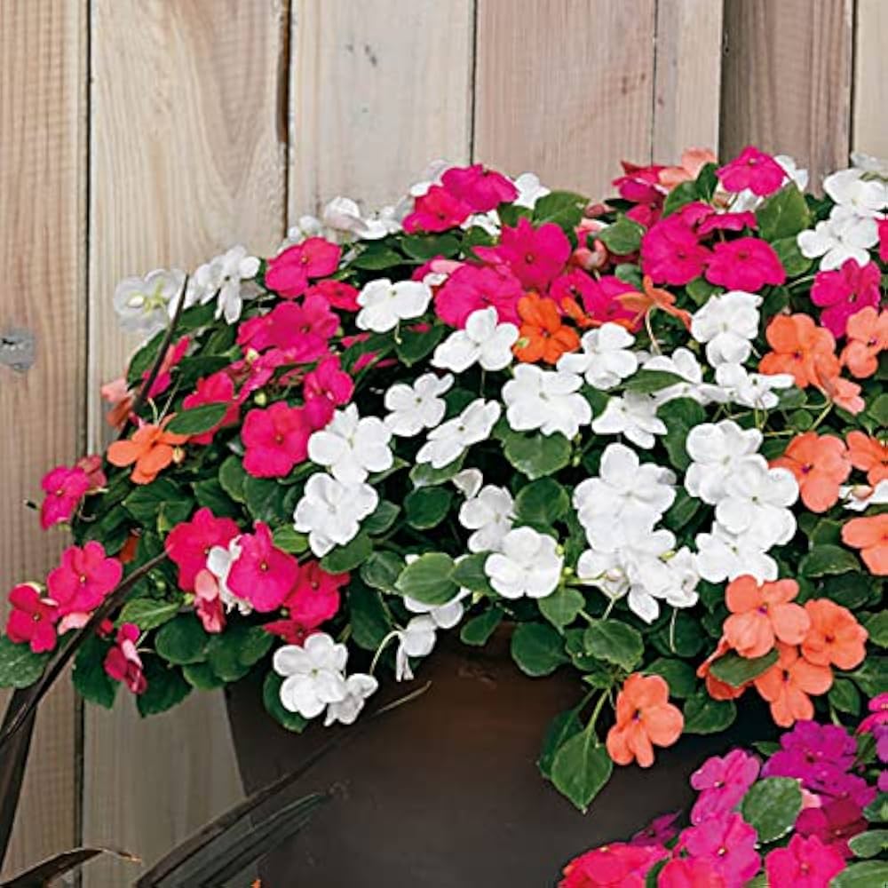High Survival Peach Impatiens Seeds
