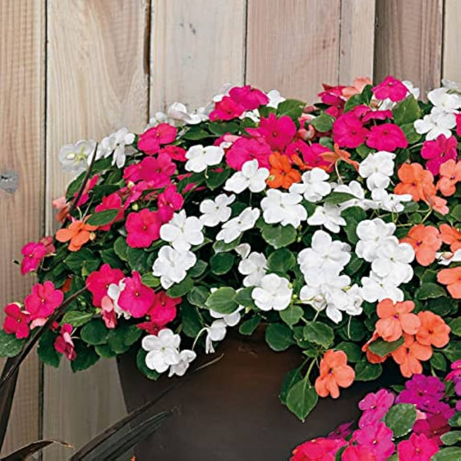 High Survival Peach Impatiens Seeds