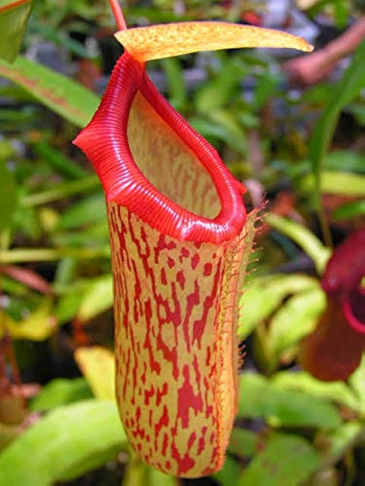Nepenthes pitcher plant seeds for balcony garden and mosquito repellent plants
