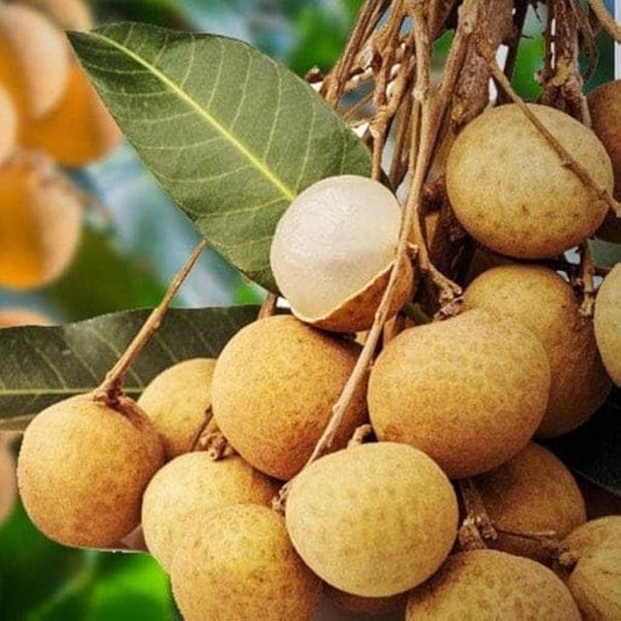 Longan Dimocarpus longan for planting in tropical garden