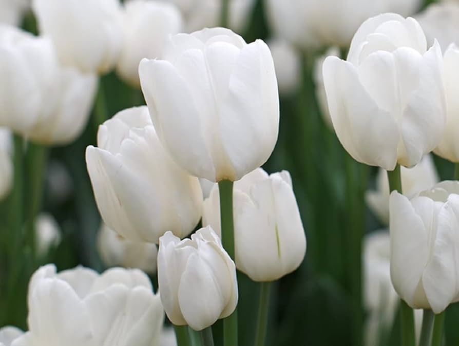 White Emperor Tulip bulbs spring