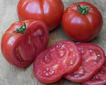 Early Wonder Organic Beef Tomato Seeds for home growers seeking a reliable harvest