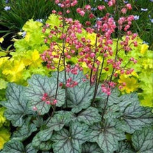 Heuchera Americana Plant Seeds (Heuchera americana) for colorful blooms in the Shade Flower Bed