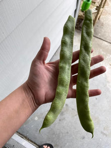 Romano Pole Bean Seeds for a productive addition to the vegetable patch