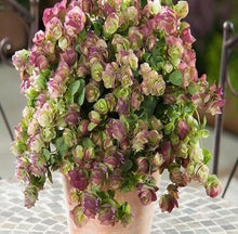 Green Pink Oregano Kirigami Plants for a fragrant addition to the herb patch