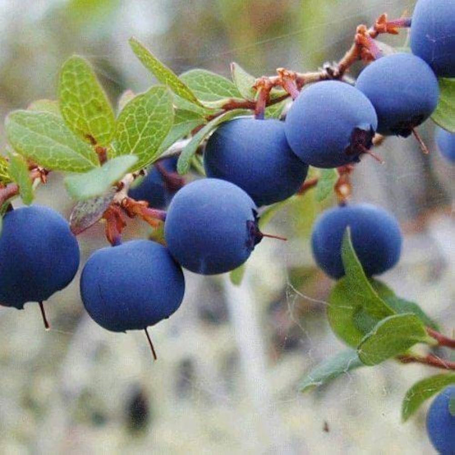 Blueberry Blue Edible Plant - for planting in home garden