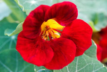 Nasturtium Seeds for reliable seasonal color