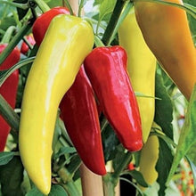 Hungarian Sweet Wax Pepper Seeds (Capsicum annuum) for a fresh homegrown crop from the Vegetable Patio Pots