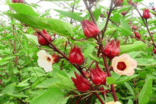 Florida Cranberry Seeds (Vaccinium vitis-idaea) for a homegrown harvest from the home gardens and berry patches
