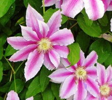 Clematis flower Seeds (Clematis spp.) for a bright addition to the vertical garden walls or garden trellises