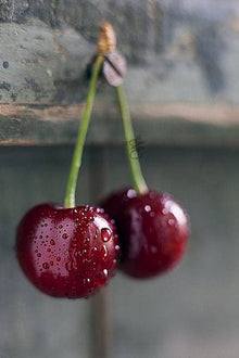 Fresh Seeds for a sweet addition to the home orchard