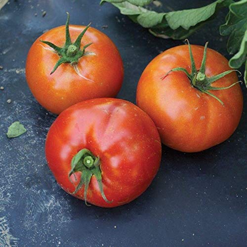 Red BLT F hybrid tomato seeds