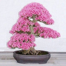 Sakura Bonsai Seeds grown for planting, Japanese Cherry Blossom