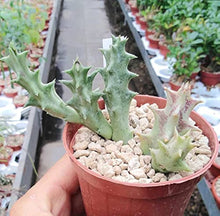 Stapelia Pulchella Seeds (Stapelia pulchella) for low-maintenance growing in the succulent rock garden and indoor pots