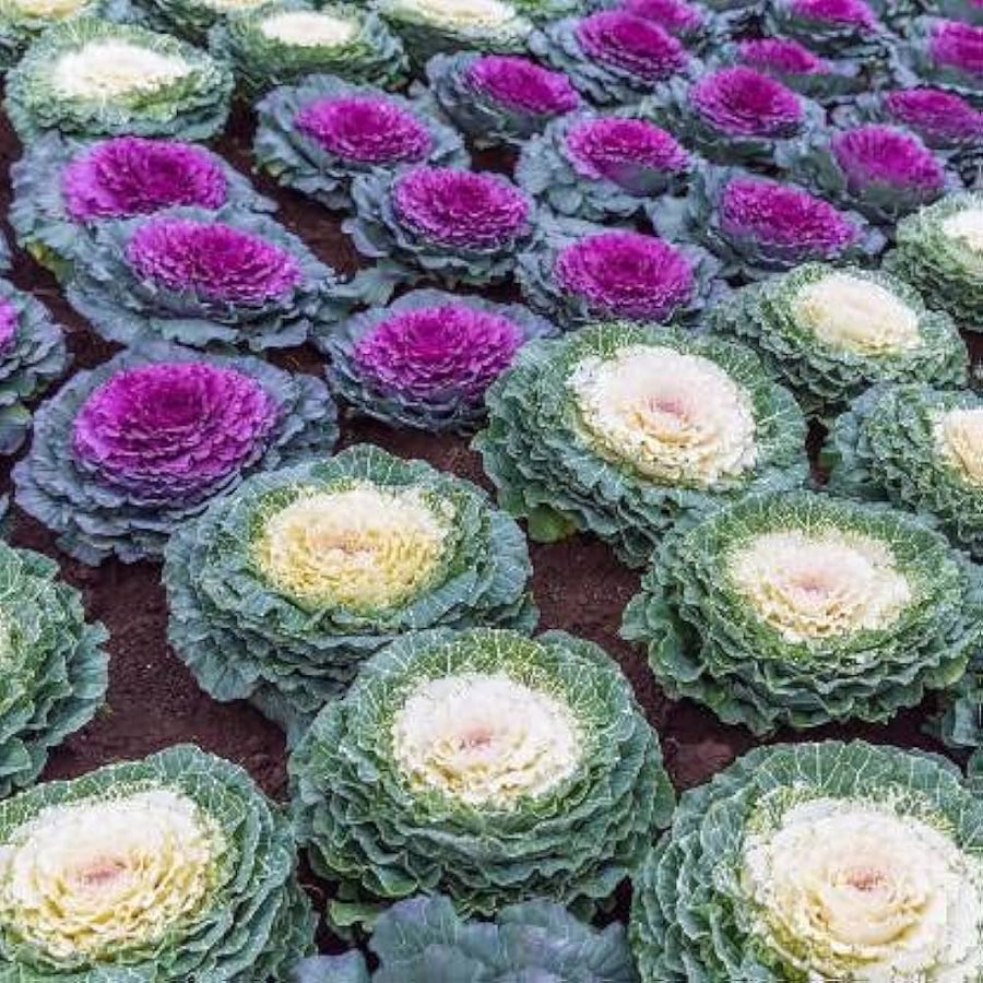 Kale flower seeds Brassica Oleracea