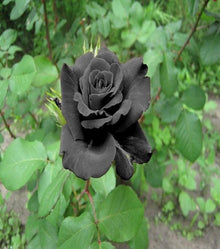 Black Tiger Orchid Seeds for growers filling out the tropical gardens