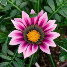 Gazania Seeds for colorful blooms in the Pink Garden
