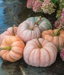 Pink Pumpkin Seeds for growers stocking a kitchen garden