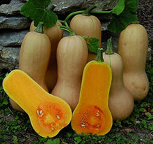 Butternut Squash Seeds for a productive addition to the vegetable patch
