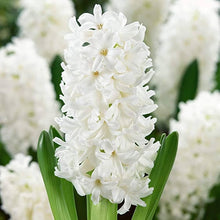 Blue Hyacinth Seeds (Hyacinthus orientalis) for growers filling out the Balcony Pots or Flower Borders