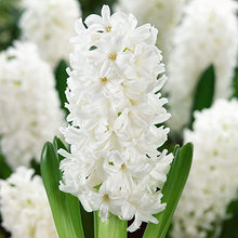 Blue Hyacinth (Hyacinthus orientalis) seeds for garden planting