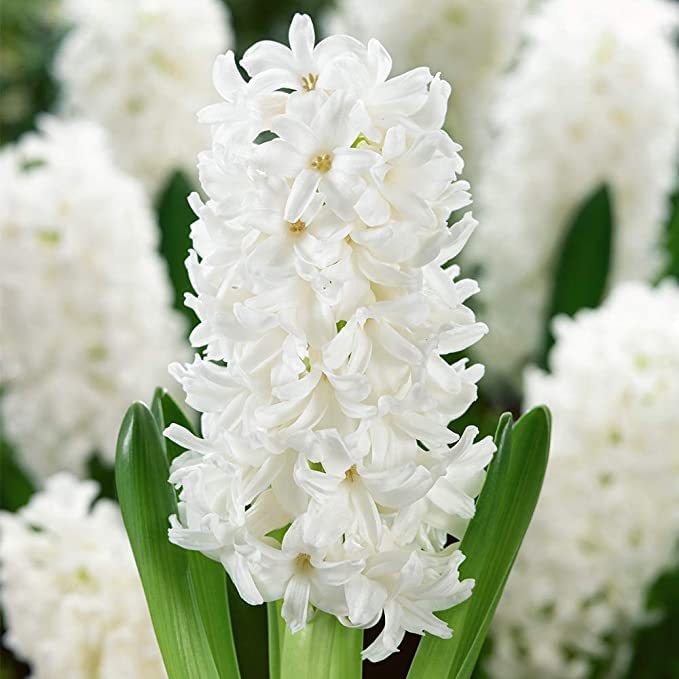Blue Hyacinth (Hyacinthus orientalis) seeds for garden planting
