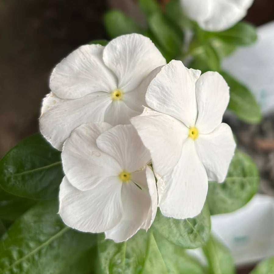 Periwinkle Vinca Roscea Mix Seeds for a colorful addition to any planting