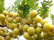 Gooseberry Fruit Bonsai Organic Seeds for a sweet addition to the home orchard