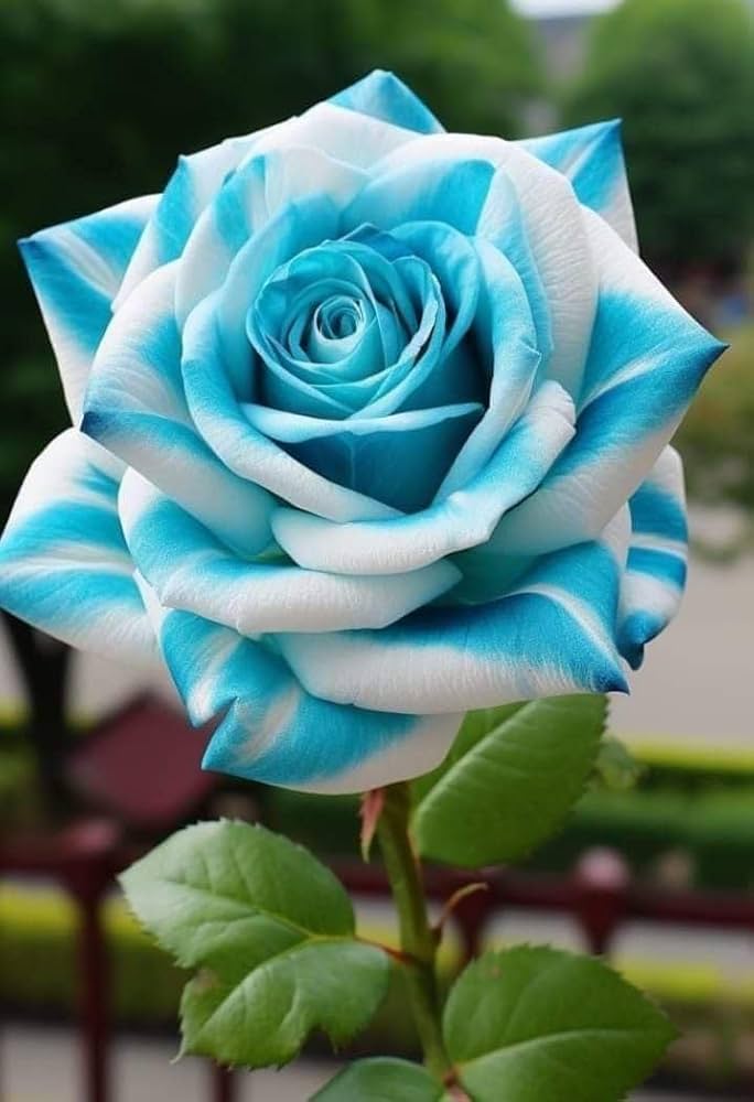 Blue and green rose flower seeds