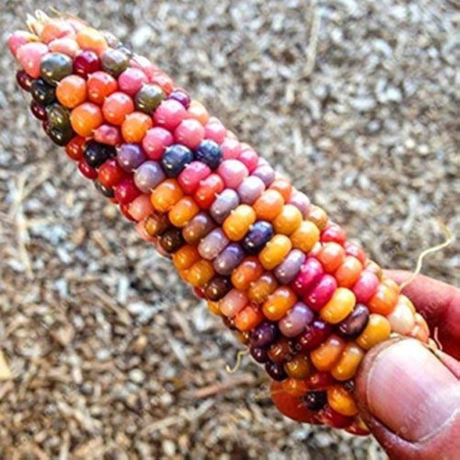 Rainbow Corn Seeds for colorful, edible decorative corn