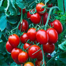 Cherry Tomatoes Solanum lycopersicum for planting in vegetable patch