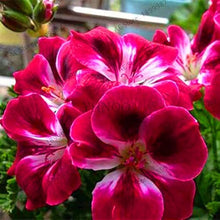 Geissorhiza Radiant Seeds (Geissorhiza radiata) for a lasting display in the flower beds and rock gardens