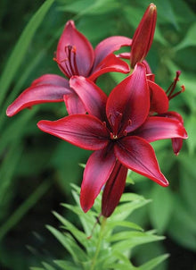 Blue Heart Lily Seeds (Lilium spp.) for seasonal color across the Flower Bed & Urban Garden