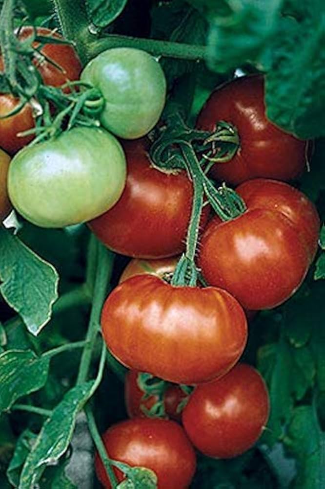 Super (Fantastic VF Hybrid Tomato Seeds – Early, Firm Red Tomatoes with Great Flavor) for planting in garden