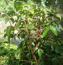 Green Cardamom Seeds for growers seeking a long-blooming display