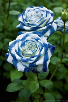 Rose Rosa Seeds for reliable seasonal color